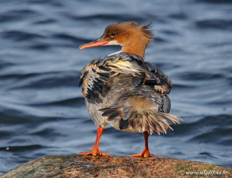 Большой крохаль Mergus Merganser