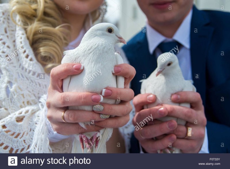 Голуби в руках красивые