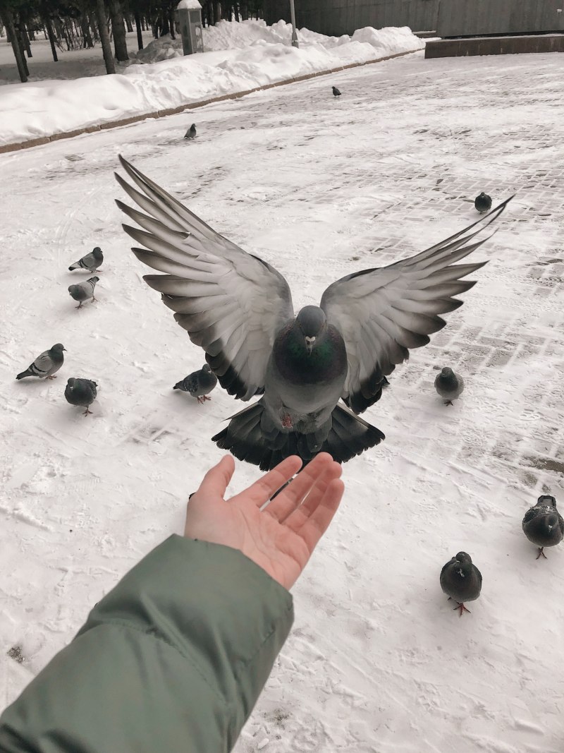 Уличные голуби улетают