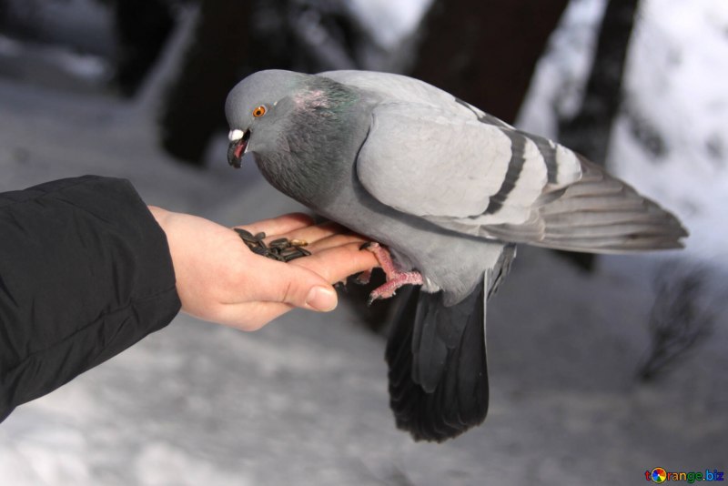 Голуби кормятся
