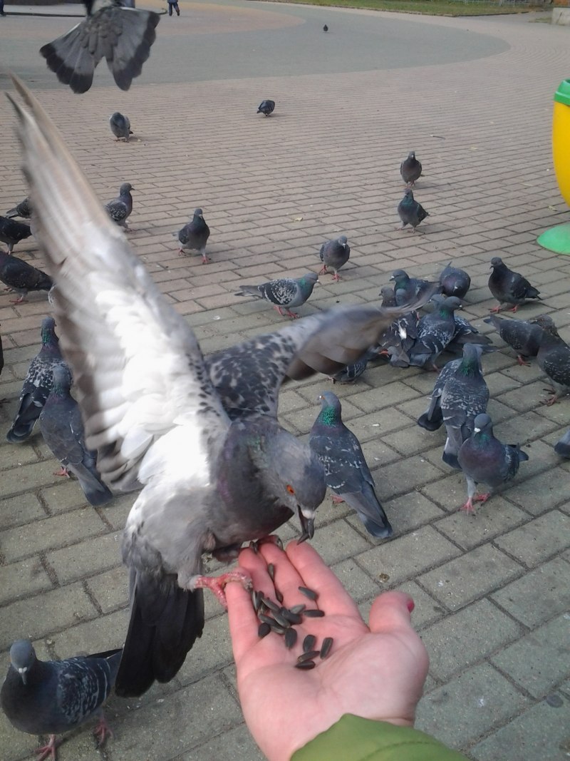 Голубь в руках