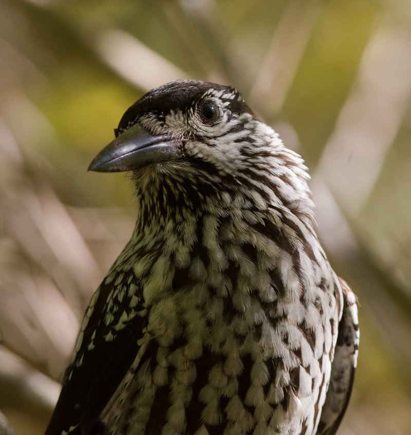 Nucifraga caryocatactes