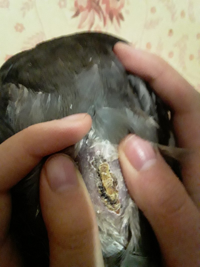 Перо голубя
