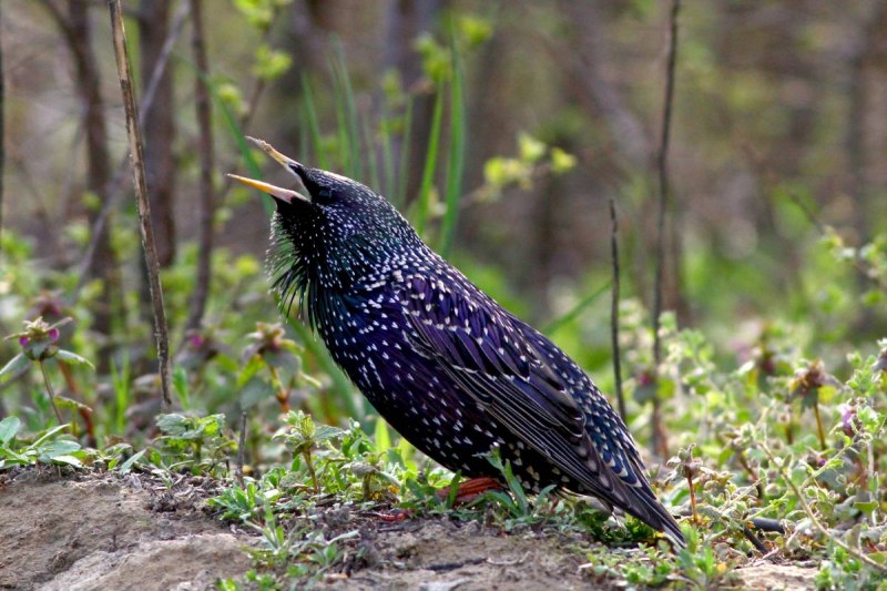 Common Starling Sturnus vulgaris