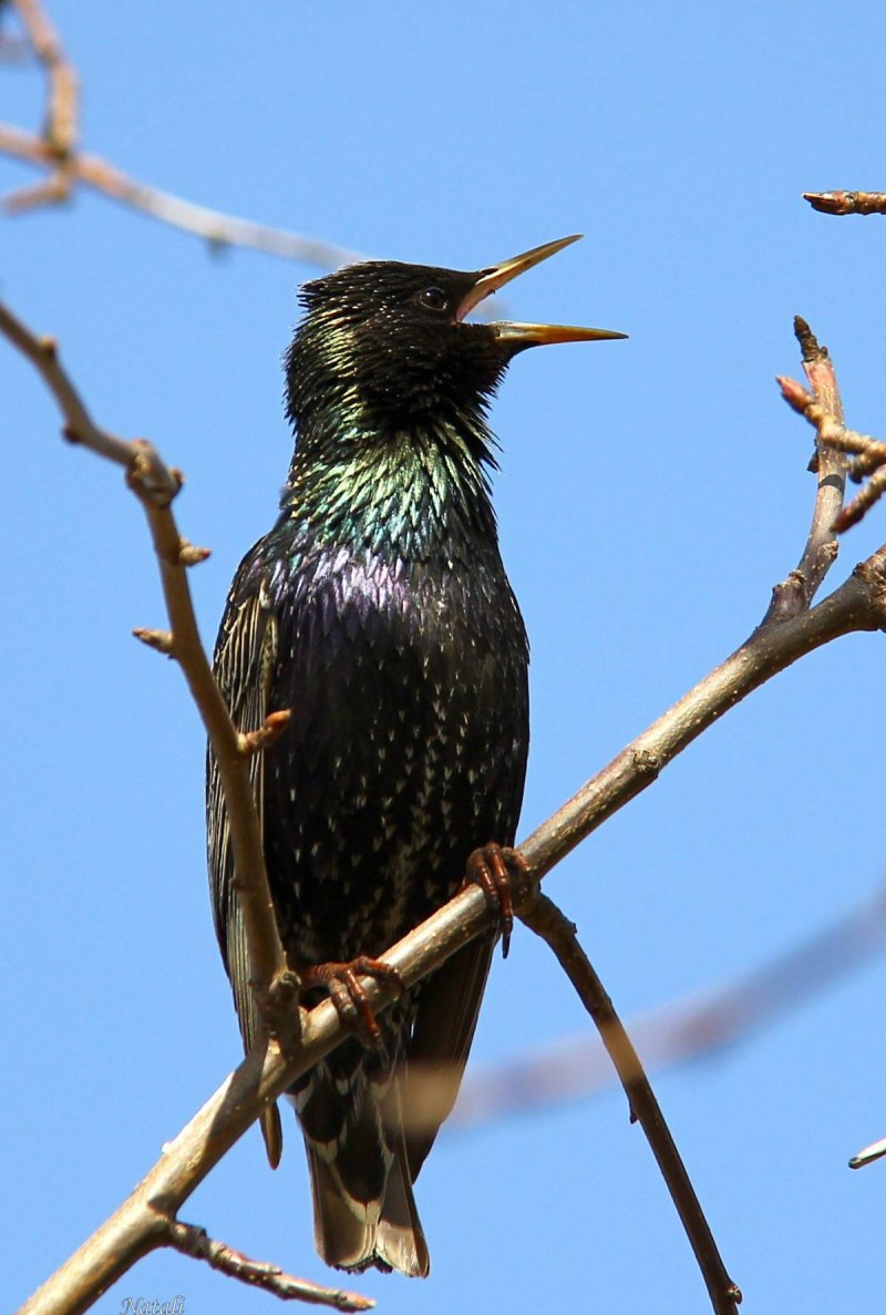 Скворец обыкновенный ‒ Sturnus vulgaris (l., 1758)