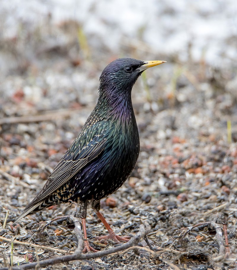 Скворец обыкновенный ‒ Sturnus vulgaris (l., 1758)