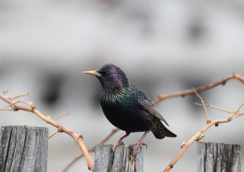 Браминский скворец (Sturnus pagodarum)