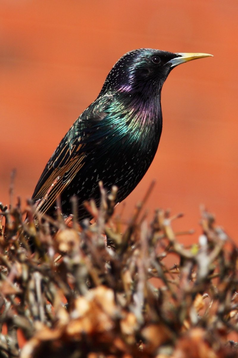 Птицы России — 4-35 (284) обыкновенный скворец (Sturnus vulgaris