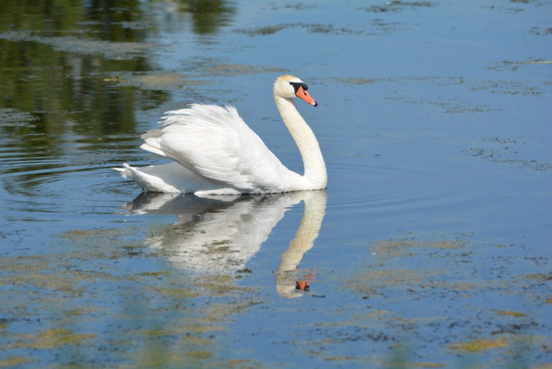 Белый лебедь на пруду (83 фото)