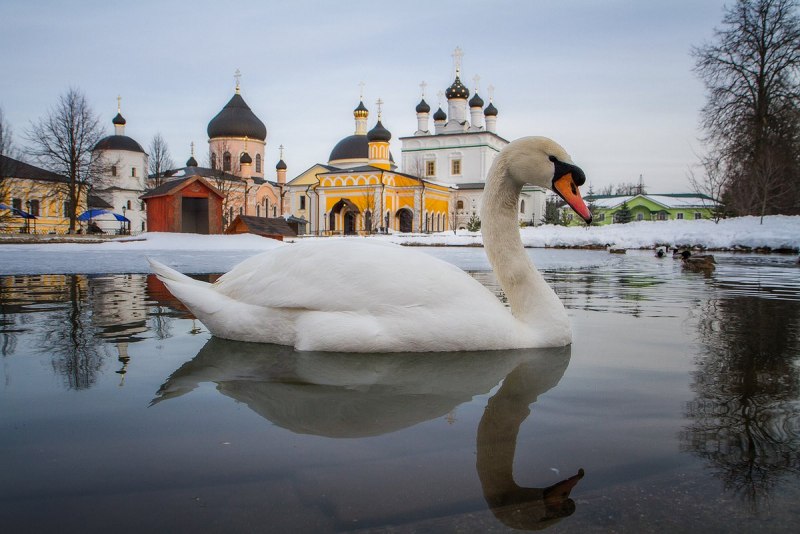 Лебеди в пруду