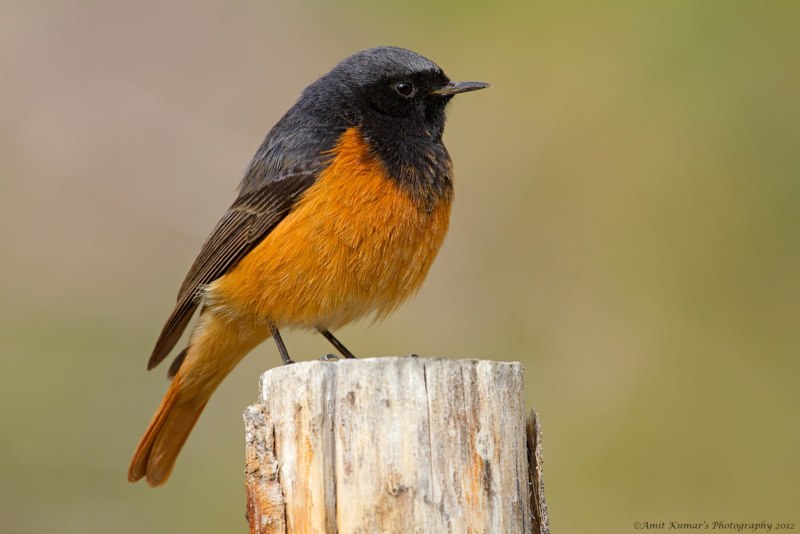 Птичка с оранжевой грудкой и черной головкой (84 фото)