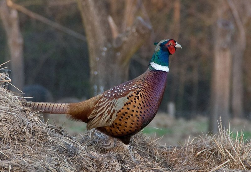 Фазаны (Pheasants)