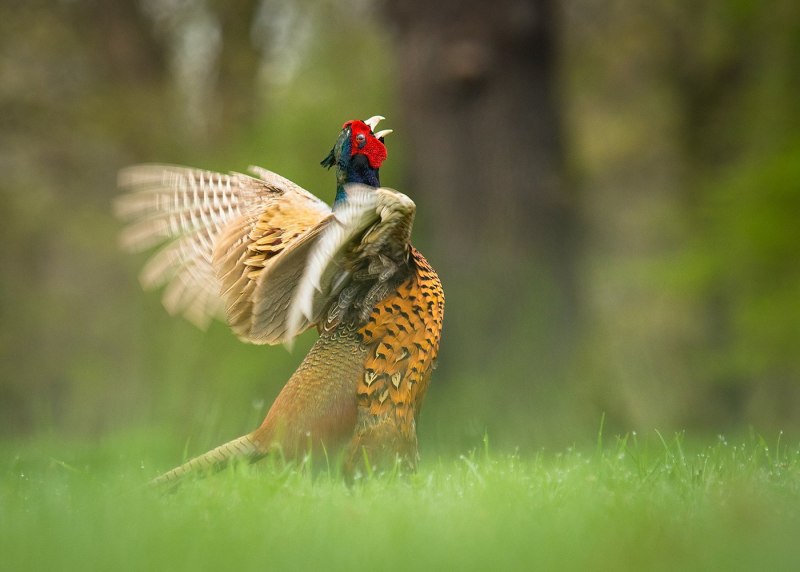 Предкавказский фазан (Phasianus colchicus septentrionalis)