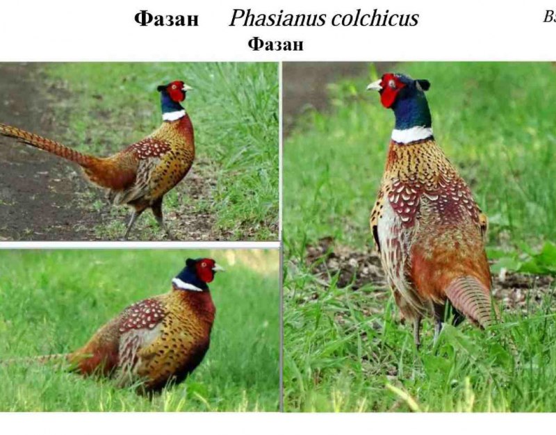 Фазан смешной