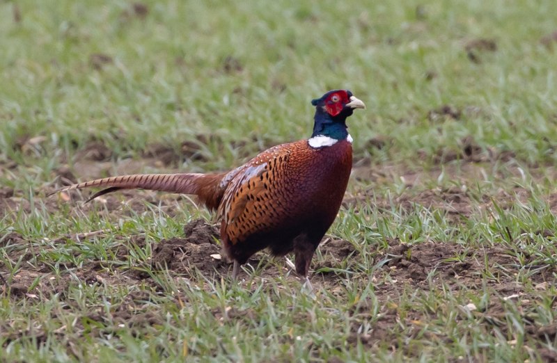 Swinhoe's Pheasant