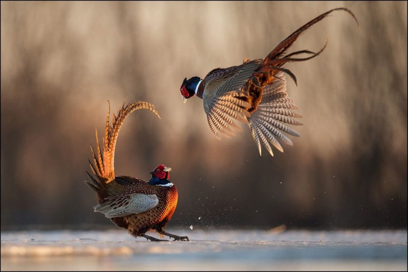 Предкавказский фазан (Phasianus colchicus septentrionalis)