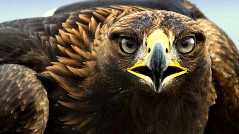 Aquila chrysaetos