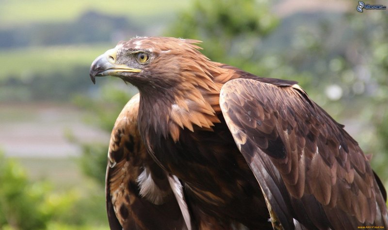 Aquila Eagle