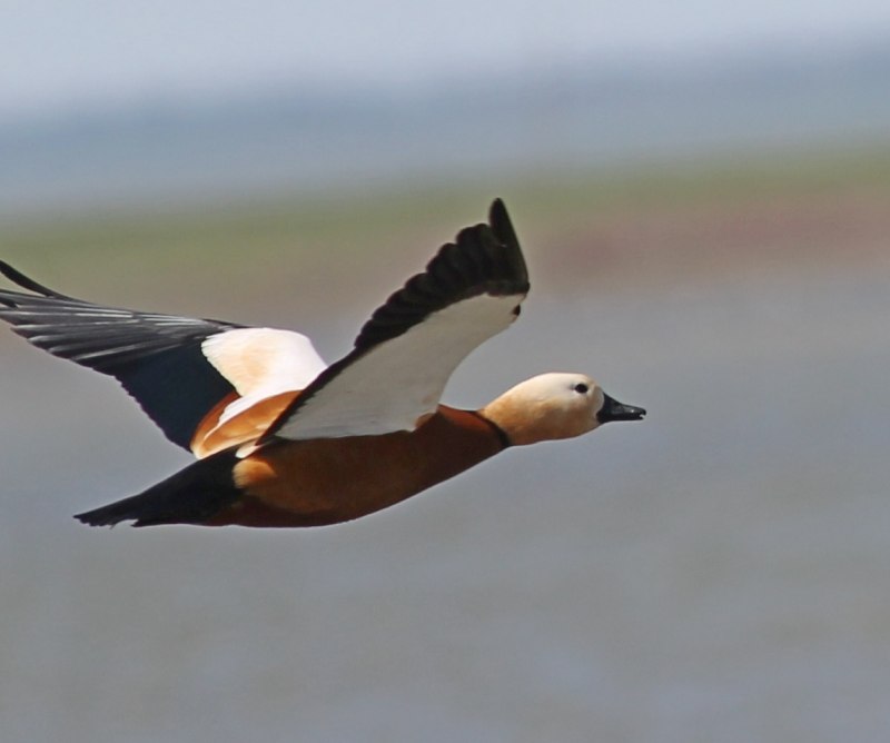 О́гарь (Tadorna ferruginea)