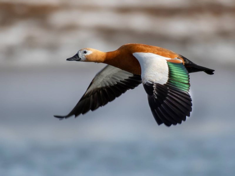 Огарь или красная утка (Tadorna ferruginea)