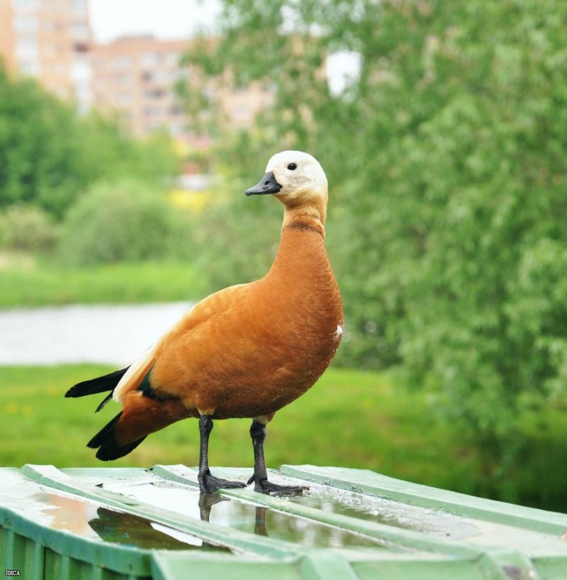 Красная утка Огарь