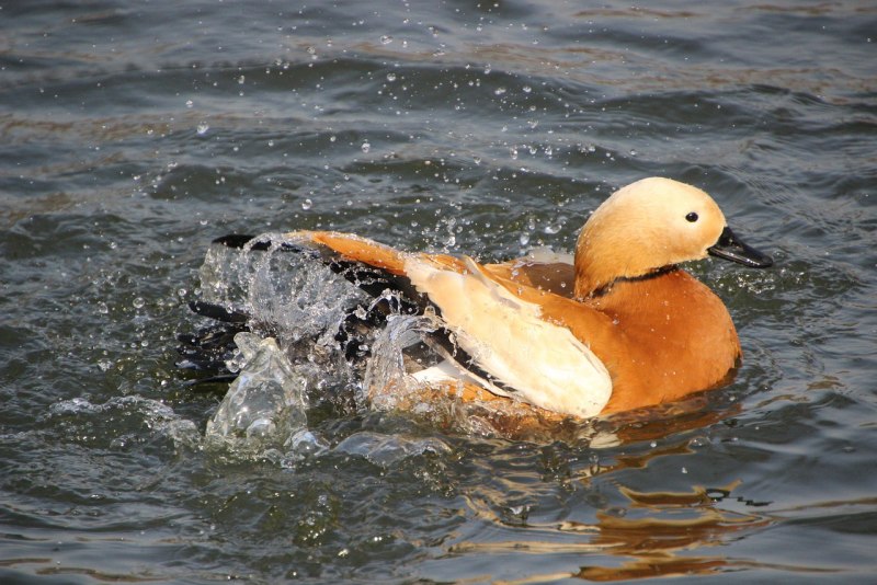 Огарь Tadorna ferruginea