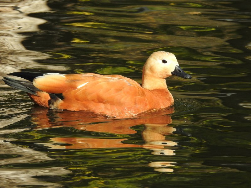 Огарь (Tadorna ferruginea Pallas)