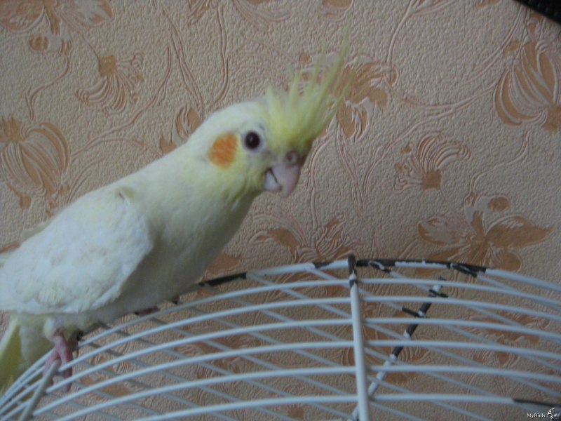 Кричащая корелла