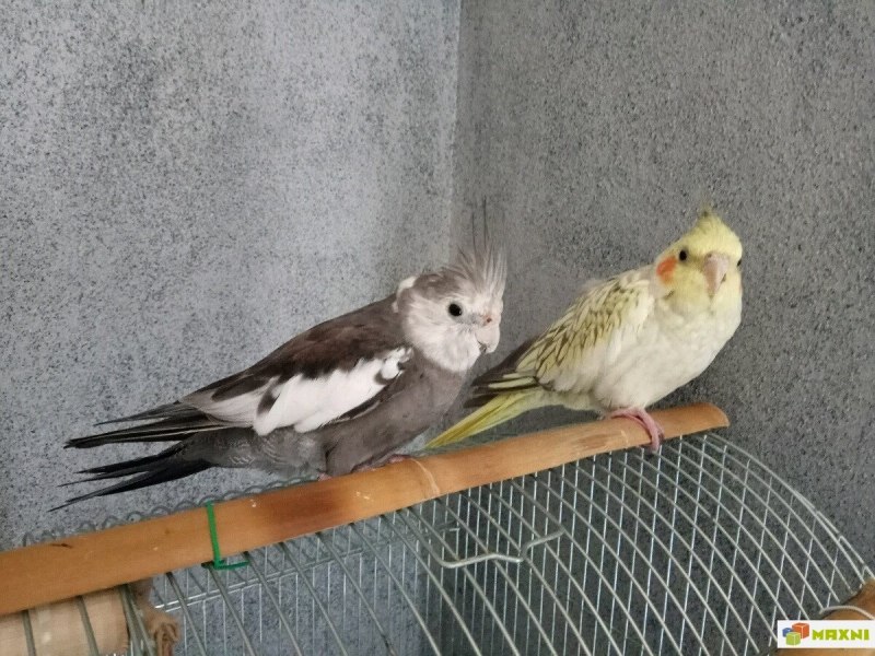 Корелла паровой