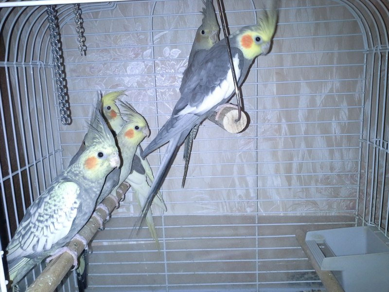 Hansa 6470 Cockatiel