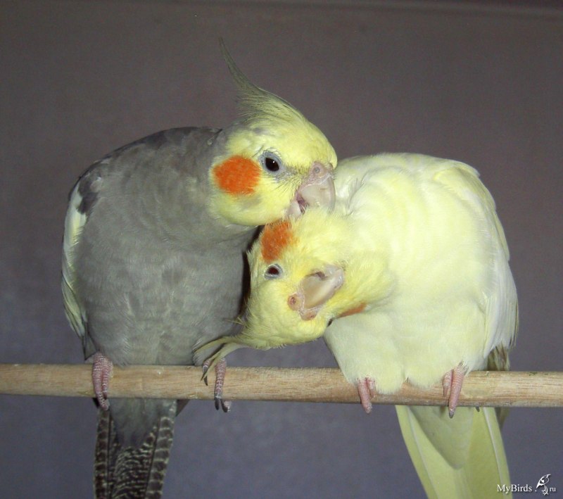 Кореллы целуются