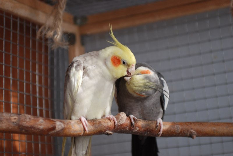 Попугаи порода Cockatiel неон