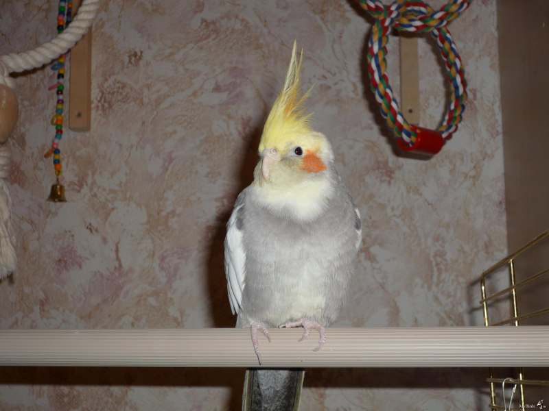 Австралийский попугай корелла