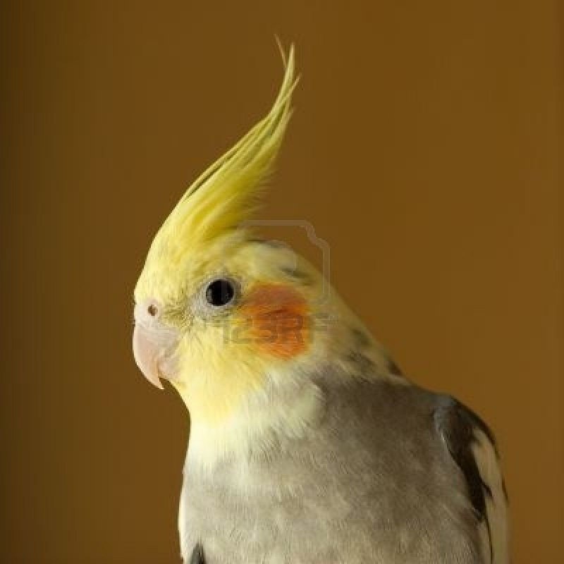 Pearl Cockatiel