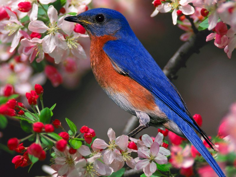 Природа птицы