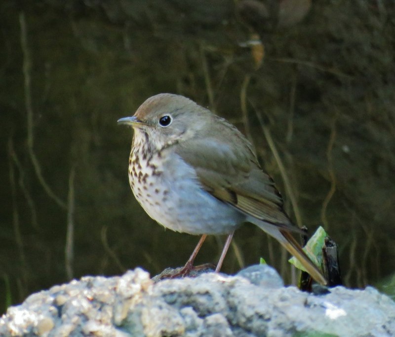 Дрозд-отшельник (Catharus guttatus)
