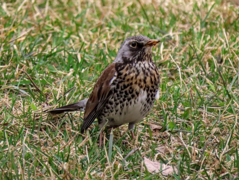 Thrush with hand