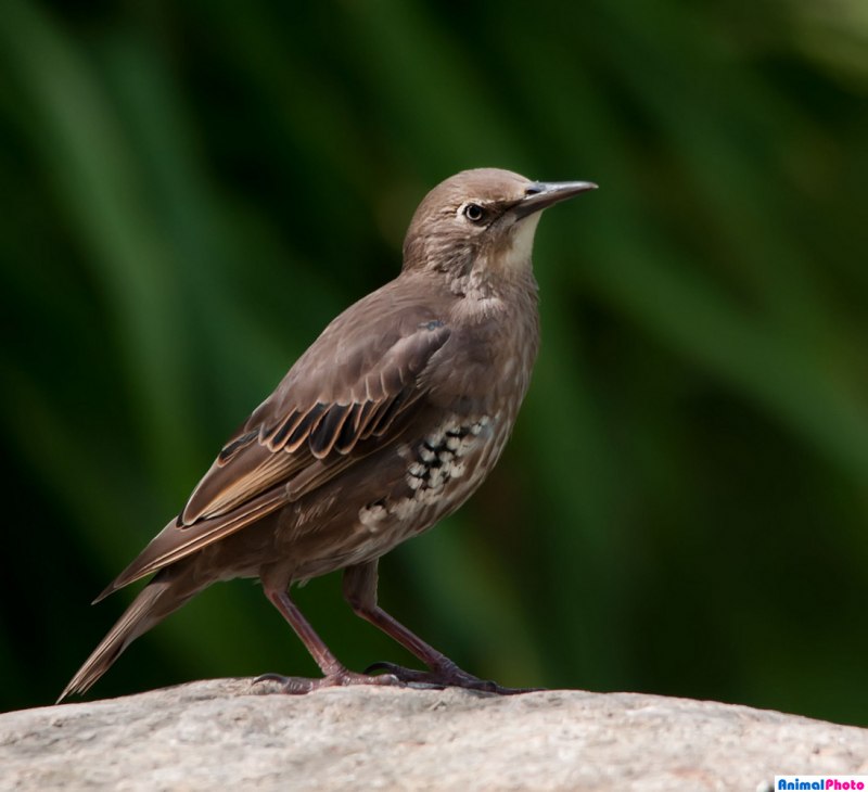 Певчий Дрозд (лат. Turdus philomelos)