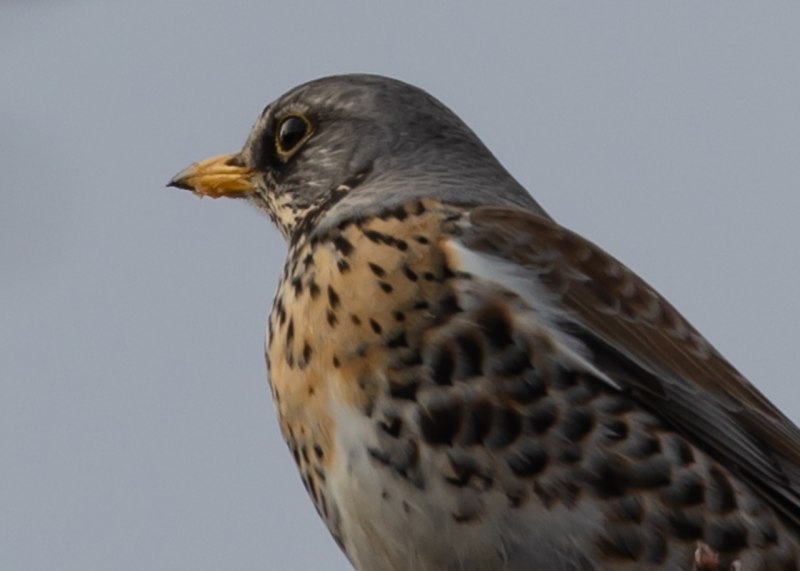 Певчий Дрозд (turdus philomelos)