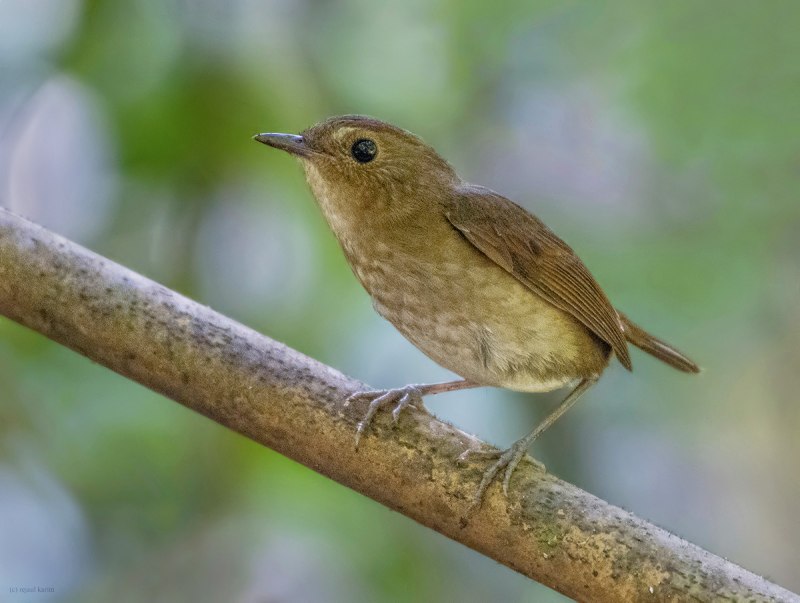 Juvenile Blackbird
