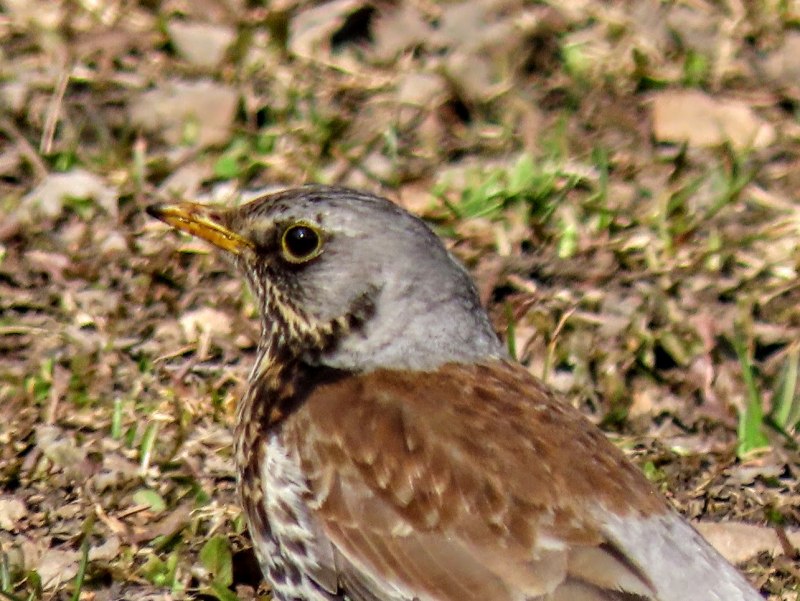 Рябинник (turdus pilaris