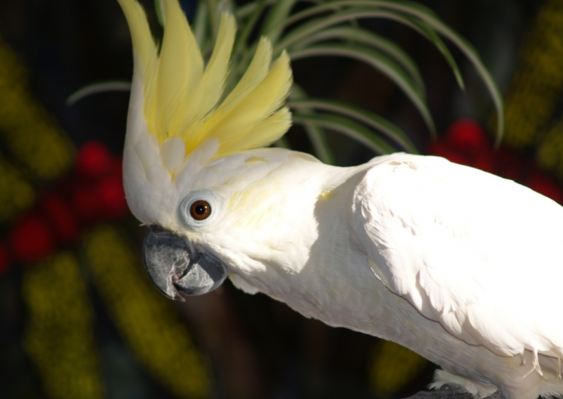 Sulphur Crested Cockatoo