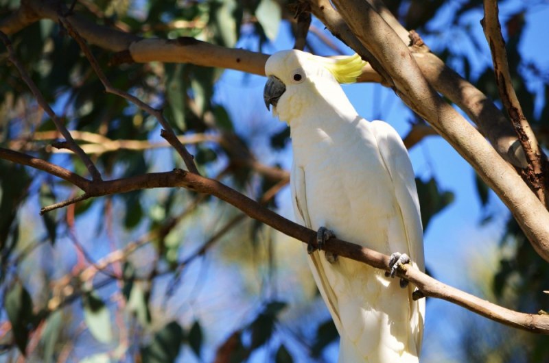 Cacatua sulphurea