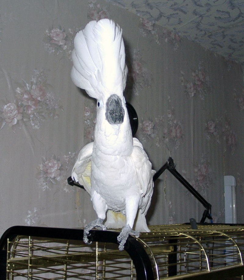 Какаду дома
