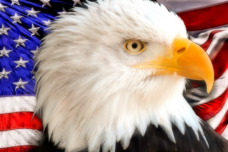 Американский орел (79 фото)