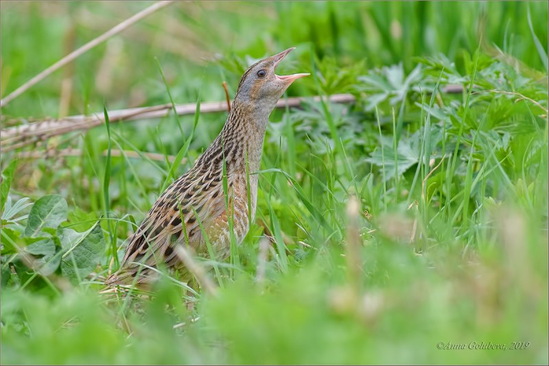 Коростель – Crex Crex (l.)