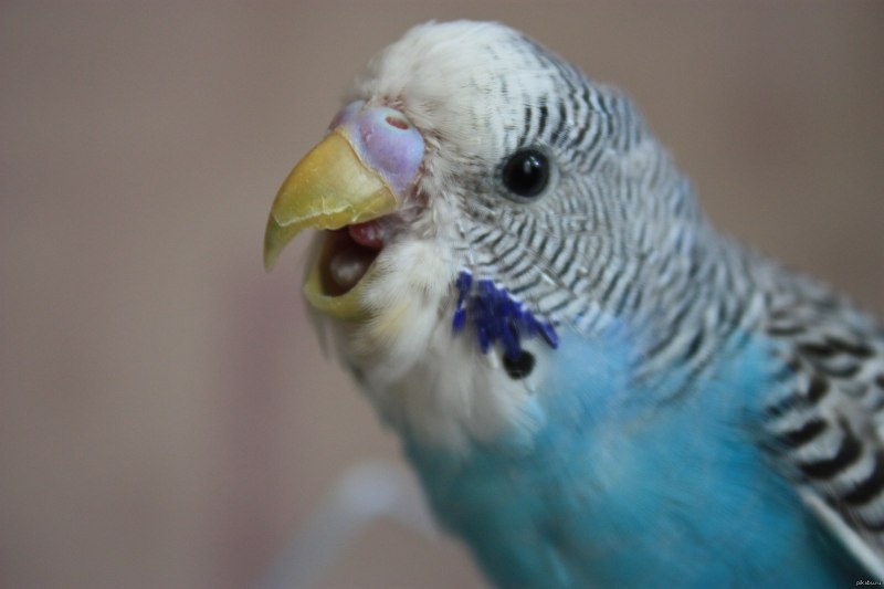 Рот попугая (83 фото)
