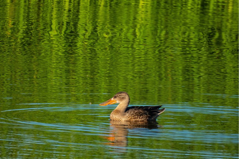 Northern Shoveler