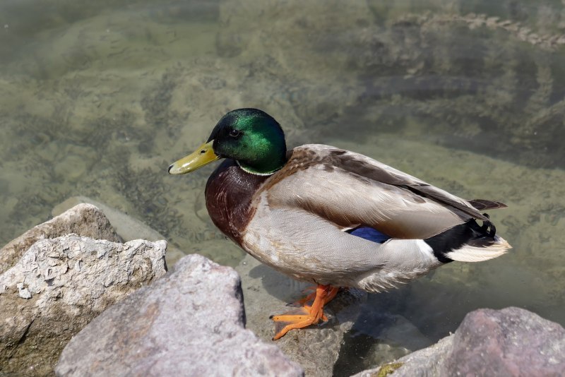 Комплект чучел уток NRA FUD Northern Shoveler (Широконоска)