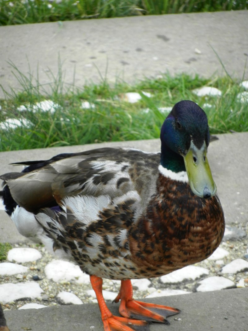 Anas clypeata
